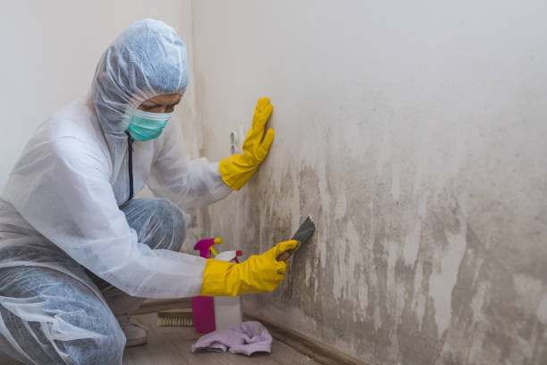 Best Asbestos and Lead Testing During Mold Inspection  in Belmont, VA