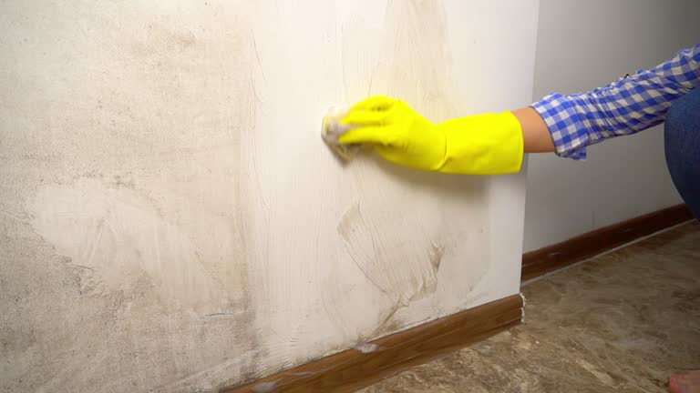 Best Black Mold Removal  in Belmont, VA